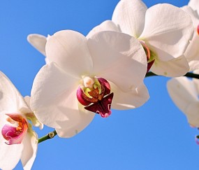 厦门正规助孕捐卵机构，附正规捐卵机构报名表！